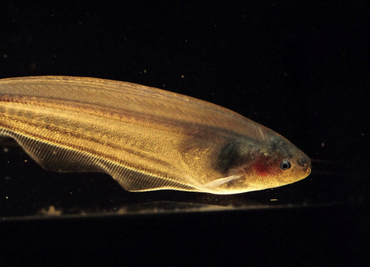 E. virescens